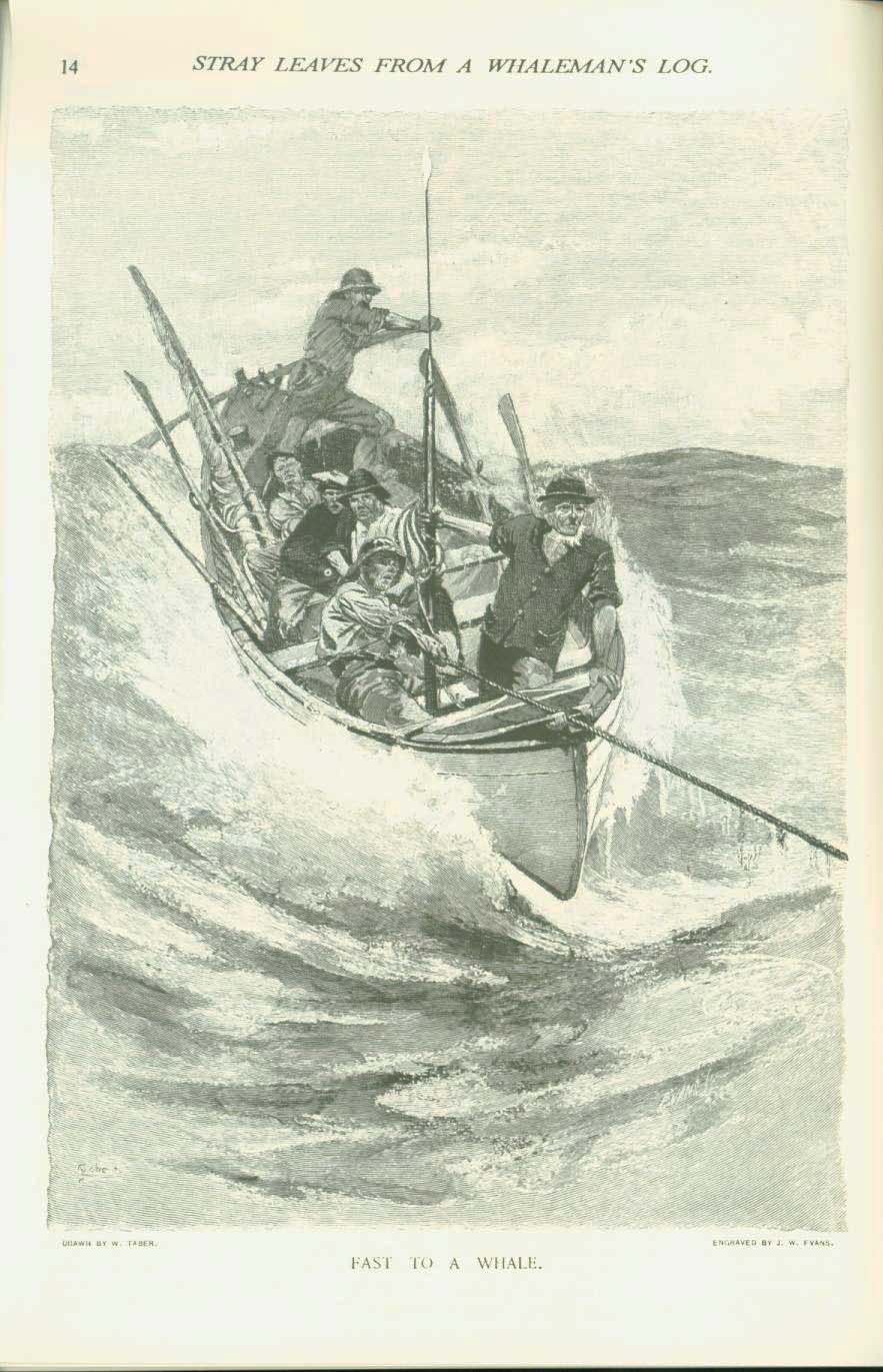 19th CENTURY WHALING TALES. VIST0089f